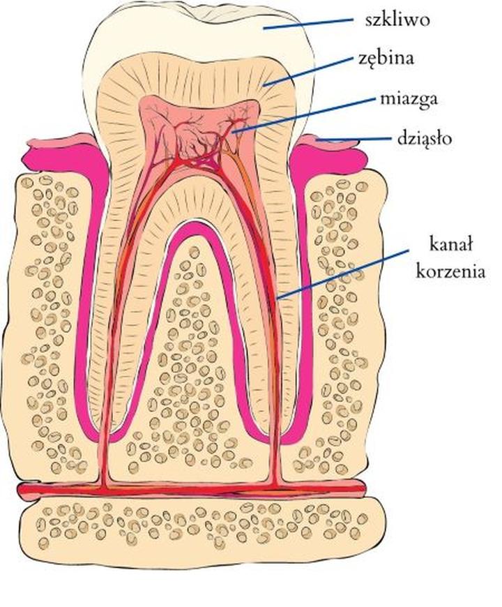 Czas regeneracji po endodoncji