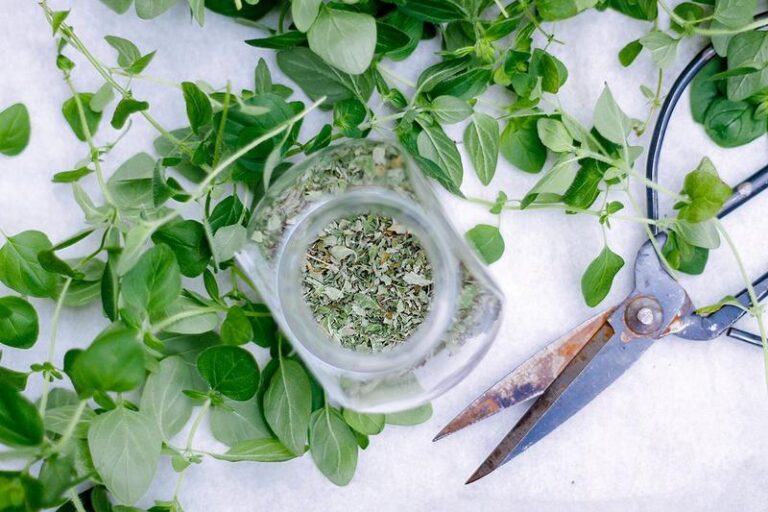 Jak skutecznie suszyć oregano w domu, by zatrzymać jego niezapomniany smak i aromat