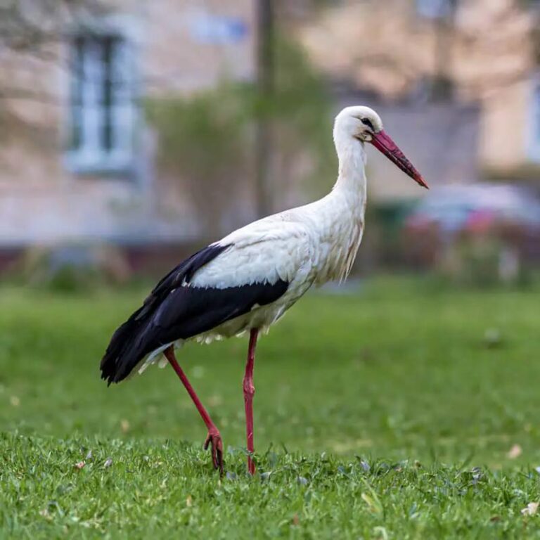 Przewodnik po cenach: Ile kosztuje wódka Bocian w sklepach online?