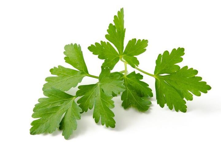 Kolendra w ogrodnictwie