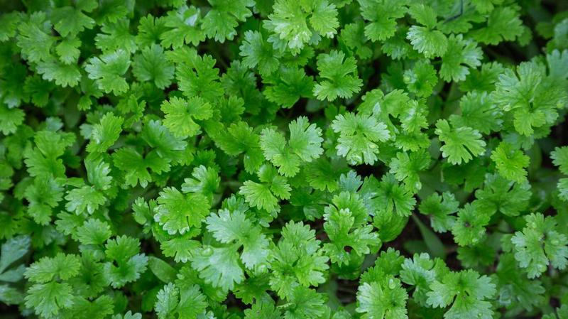 Kolendra - odkryj niezwykłe cechy i fascynujący wygląd tej rośliny