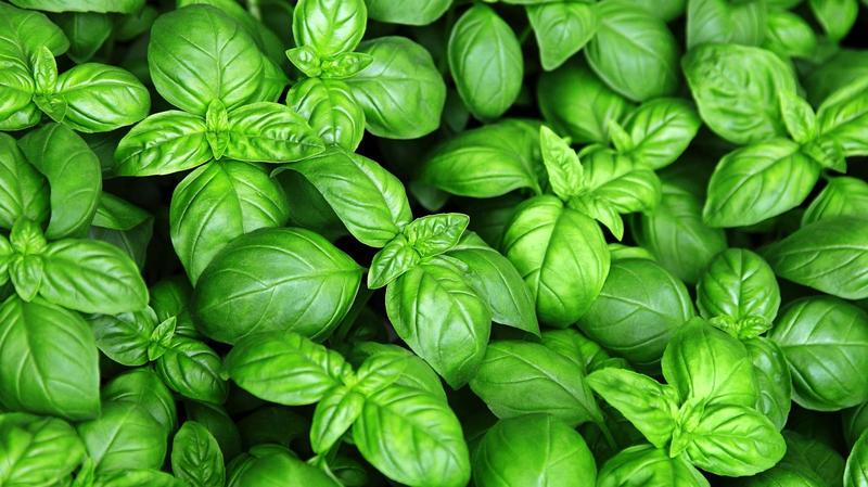 Jak sadzić bazylię