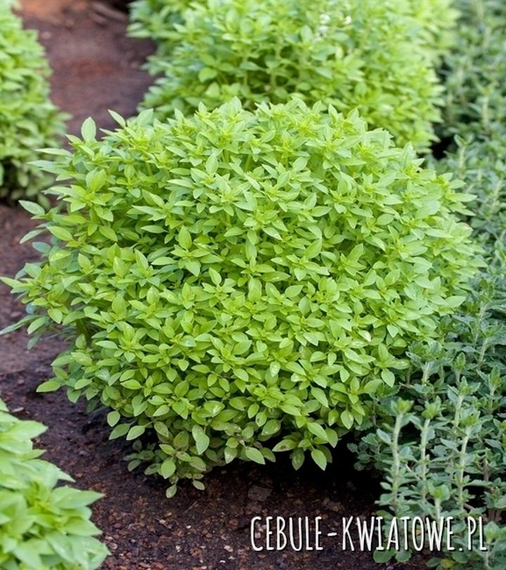 Pielęgnacja ziół doniczkowych