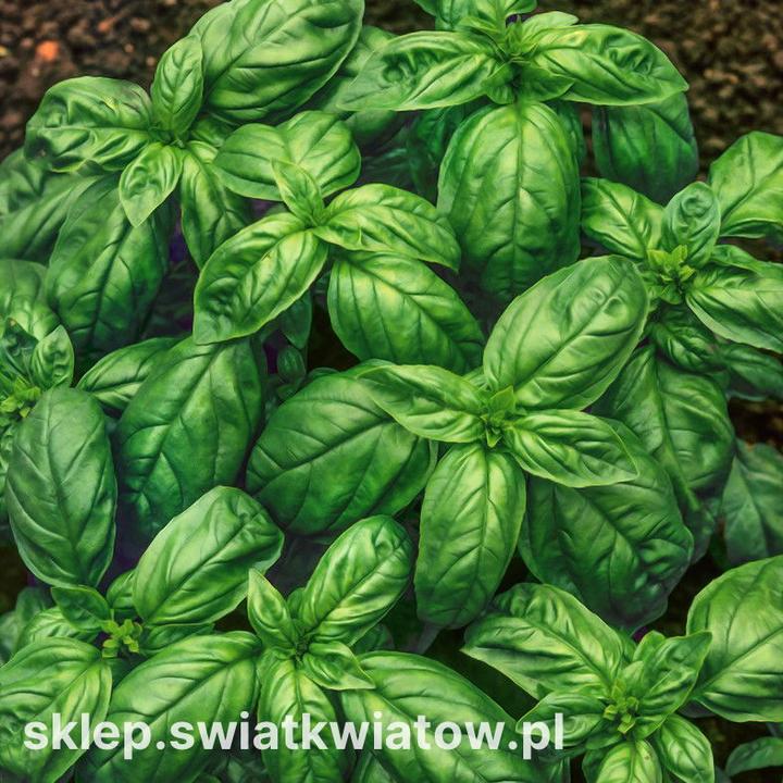 Uprawa bazylii w domu