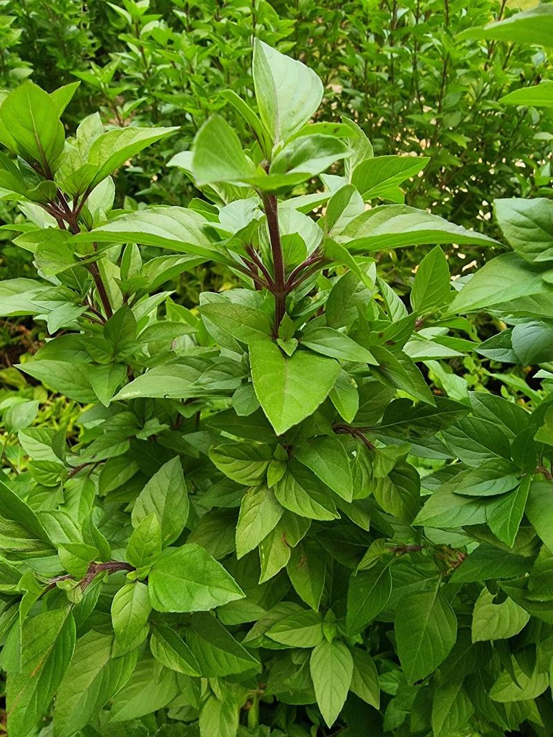 Czas kiełkowania bazylii