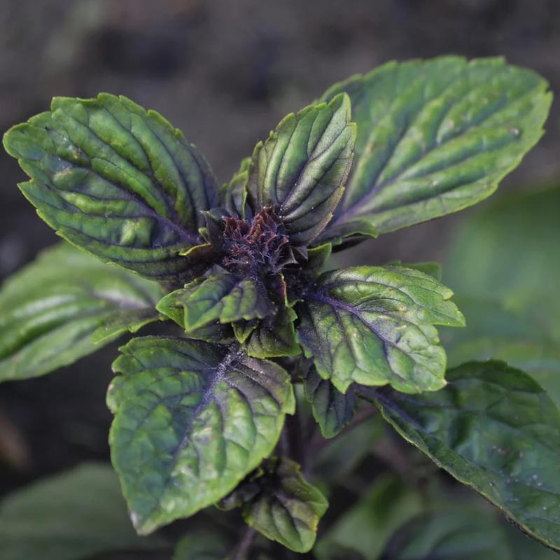 Optymalne terminy nawożenia bazylii