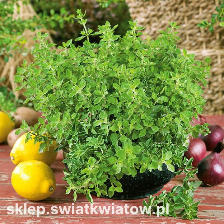 Zastosowanie oregano w kuchni