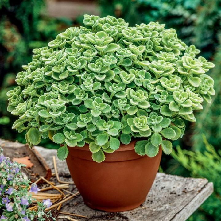 Zastosowanie oregano w kuchni