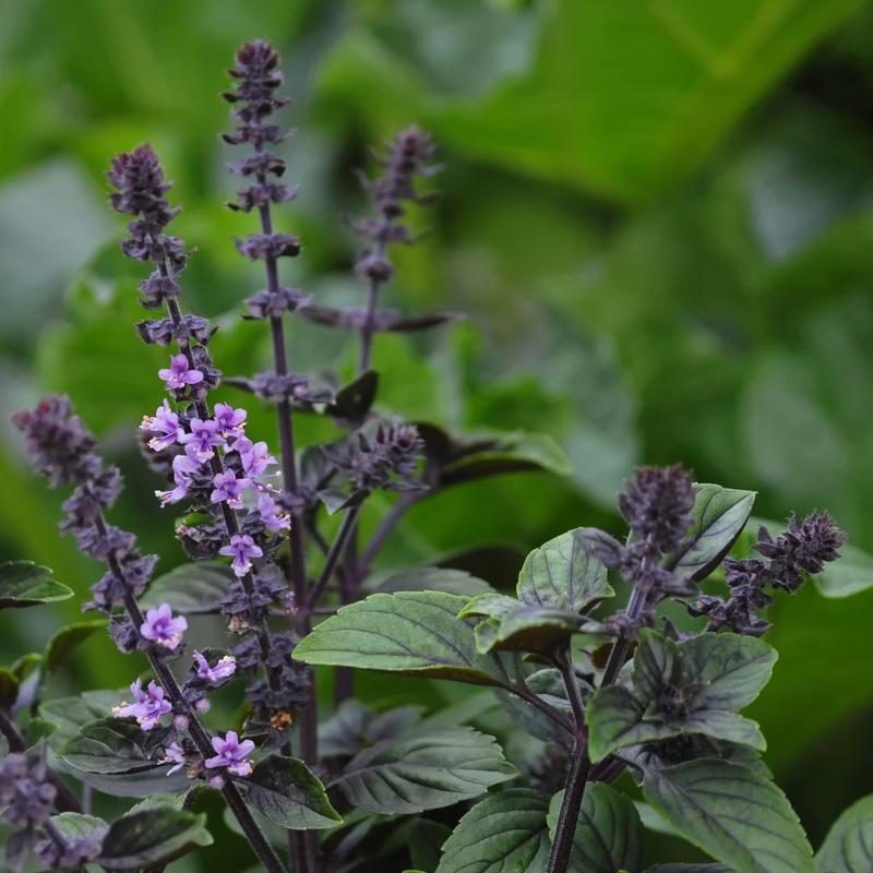 Sekrety skutecznego nawożenia bazylii dla zdrowych i aromatycznych liści