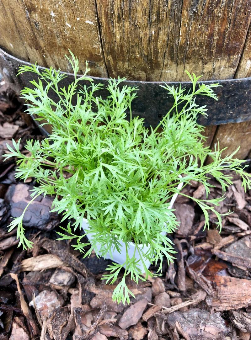Odpowiednie podłoże dla kolendry
