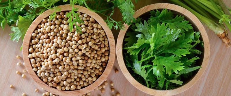 Pielęgnacja i uprawa kolendry