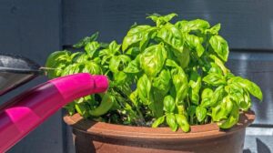 Optymalne podlewanie bazylii w doniczce – jak zapobiec jej usychaniu?