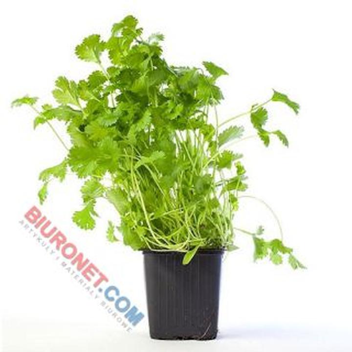 Ceny kolendry w sklepach