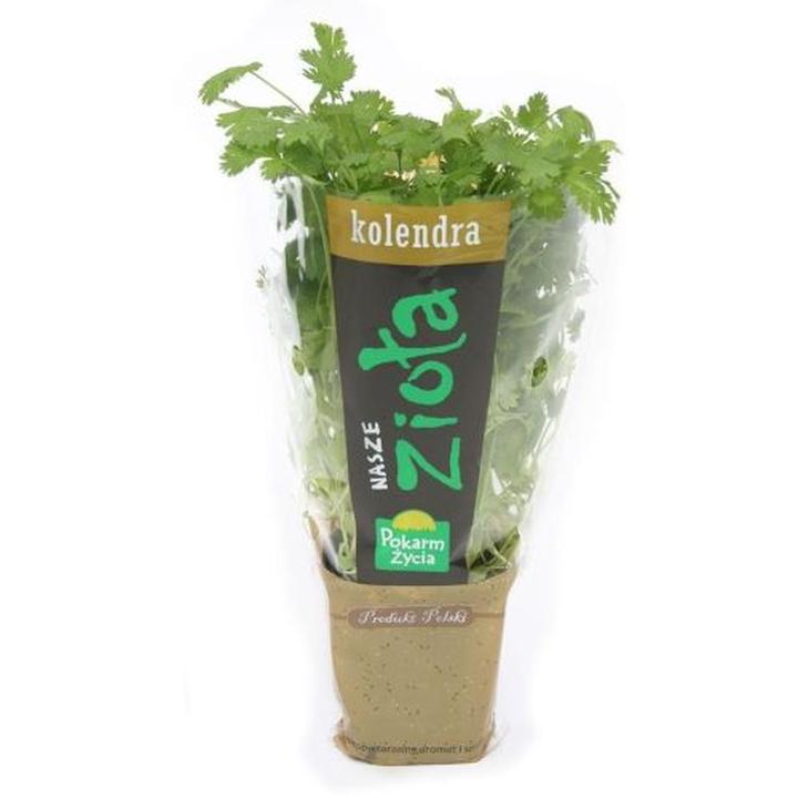 Gdzie kupić kolendrę