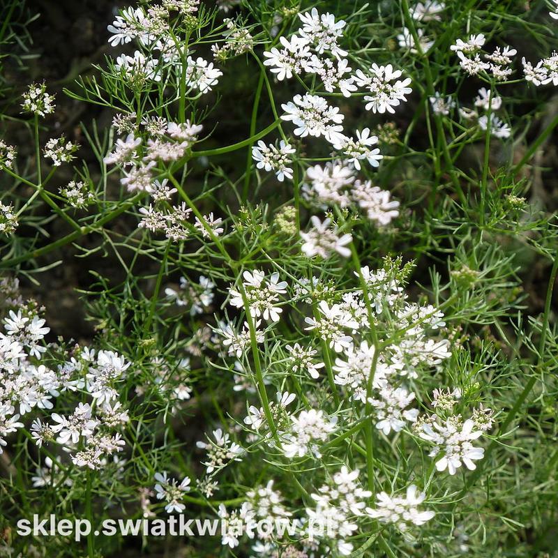 Kolendra w kuchniach świata