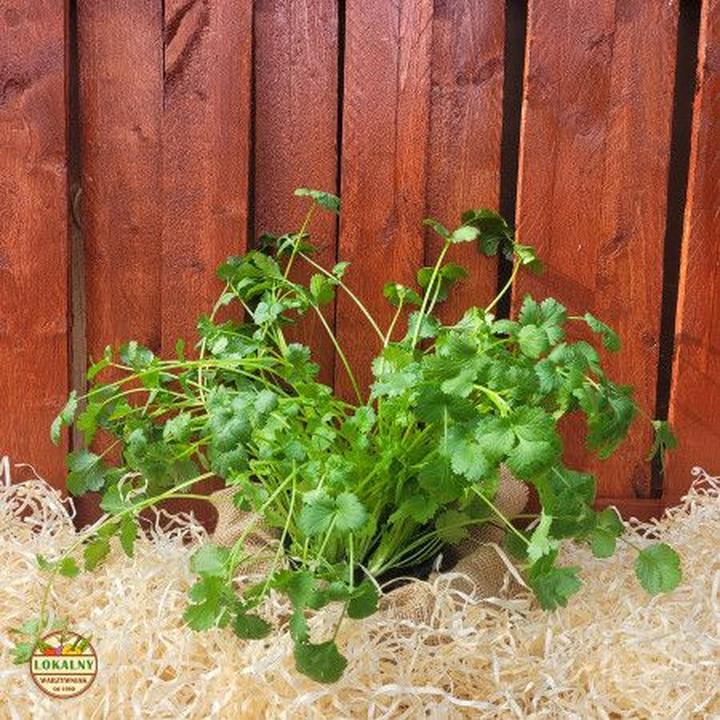 Uprawa kolendry w domu