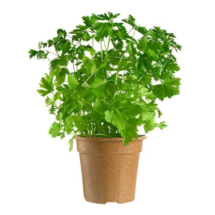 Gdzie znaleźć kolendrę w doniczce? Najlepsze miejsca i ceny, które warto znać!