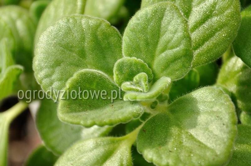 Oregano kubańskie