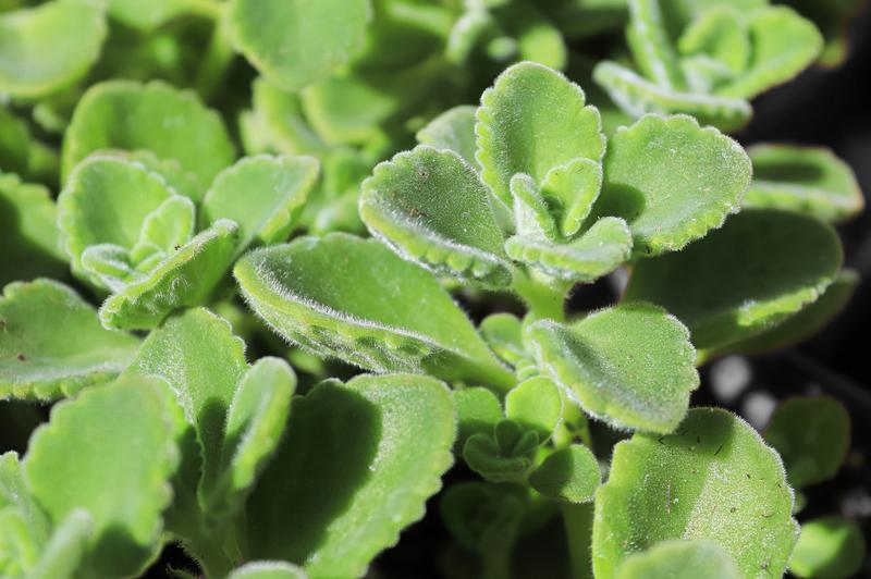 Połączenia smakowe oregano