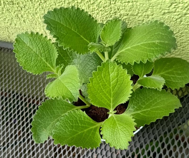 Zastosowania oregano kubańskiego