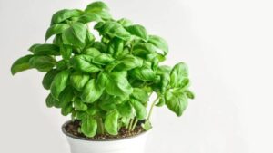 Jak skutecznie sadzić bazylię i unikać typowych błędów w uprawie
