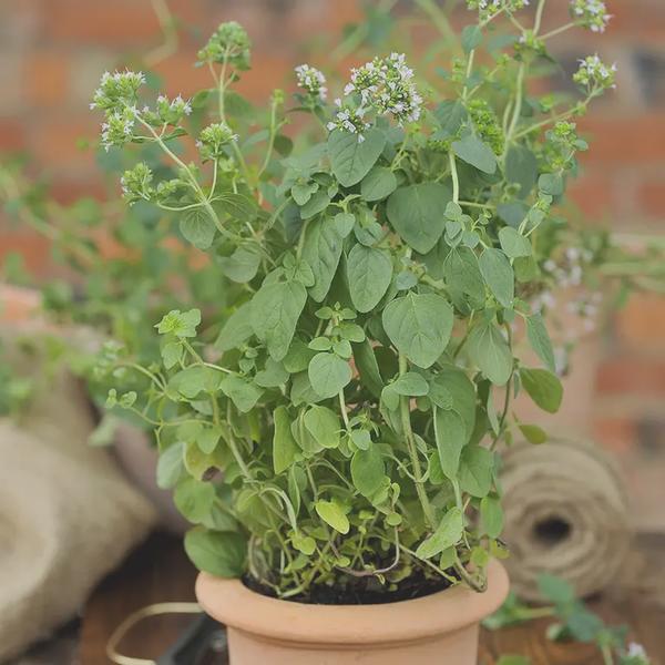 Korzyści zdrowotne oregano