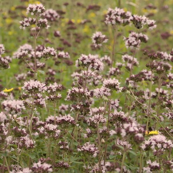 Kwiaty oregano
