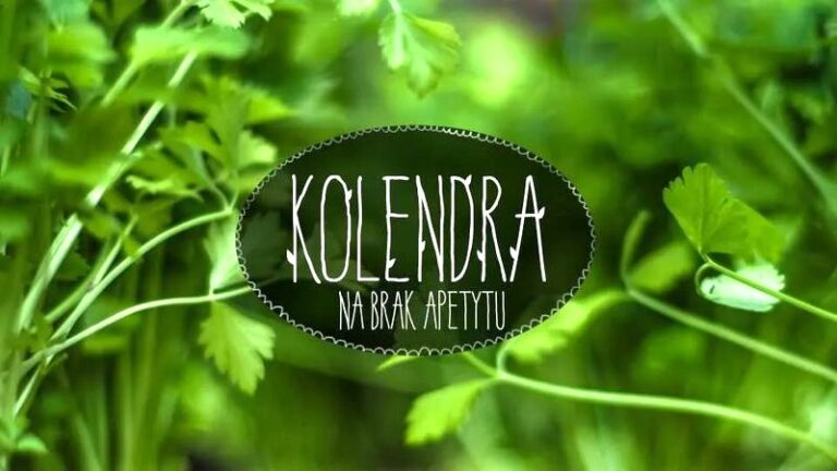 Gdzie kupić kolendrę? Porównanie miejsc i cen świeżej oraz suszonej