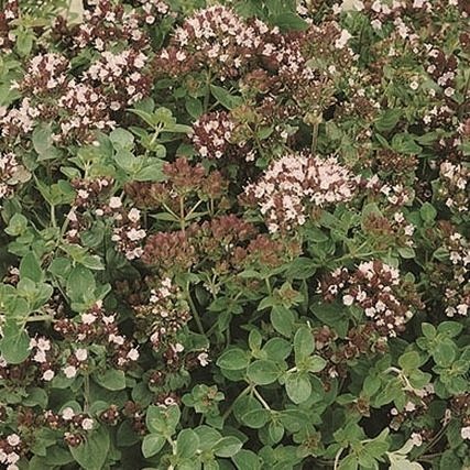 Kwiaty oregano – czy można jeść i jakie mają korzyści zdrowotne?