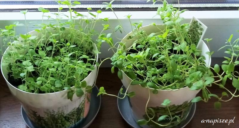 Odróżnianie majeranku i oregano