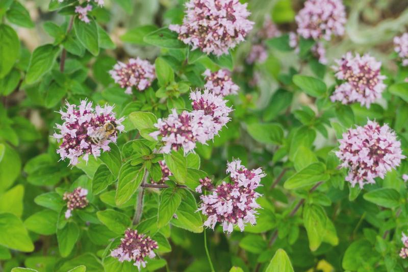 Właściwości zdrowotne majeranku i oregano